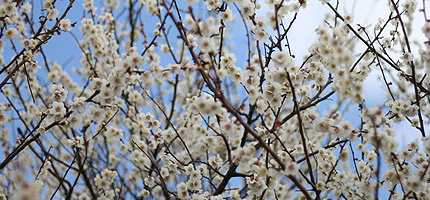 20100309ume.jpg
