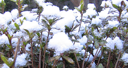 20100331yuki.jpg