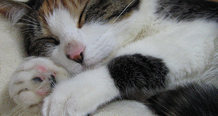 20100429miiko.jpg