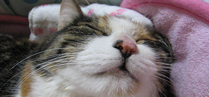 20100901miiko.jpg