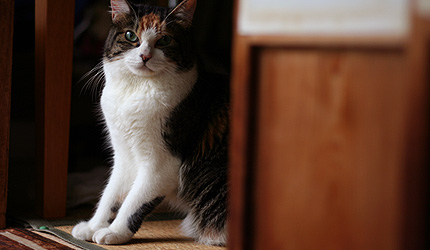 20101118miiko.jpg