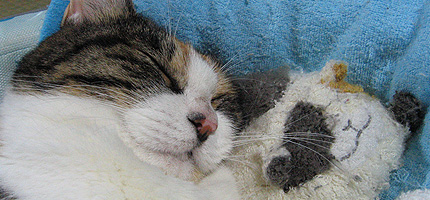 2010901miikotoneko.jpg