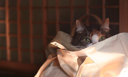2010_0327miiko.jpg