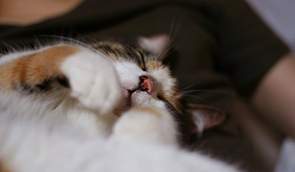 2010_0726miikoCCC.jpg