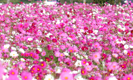 2010_1020cosmos.jpg