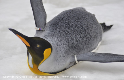 2010_1231penguin.jpg