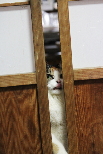 20110213miiko_401.jpg