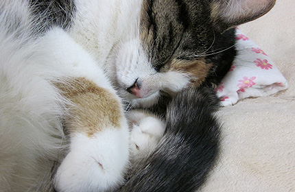 20110427miiko.jpg