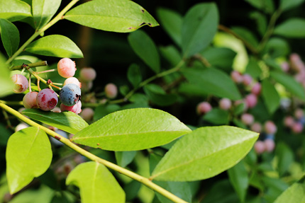 2011_0909blueberry.jpg