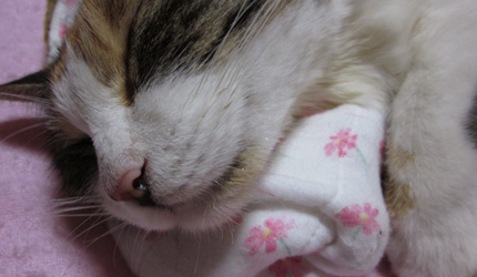 2011_0923miiko.jpg