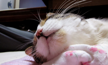 2011_0923miikoue.jpg