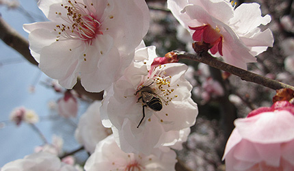 20120330umehati.jpg