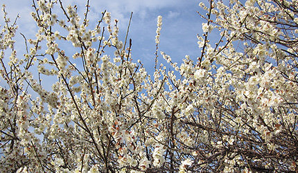 20120330umekusatu.jpg