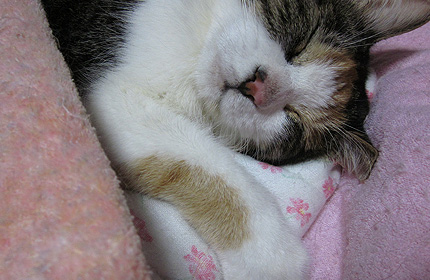 20120709miiko2.jpg