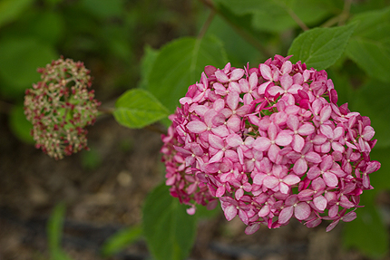 2012_0621ajisai1.jpg