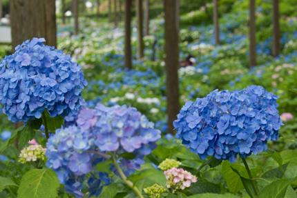 2012_0621ajisai2.jpg