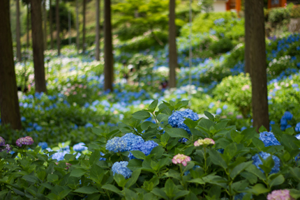 2012_0621ajisai4.jpg