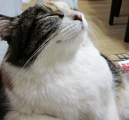 20130415miiko10.jpg