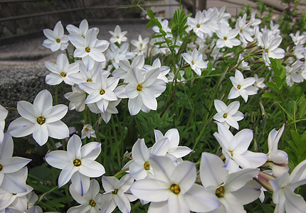 20130425hana.jpg
