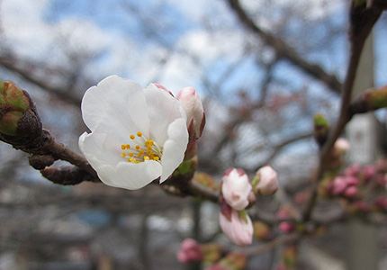 20130425hana.jpg