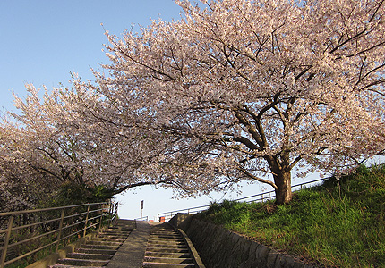 20130425sakura.jpg