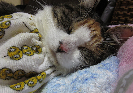 20130930miiko.jpg