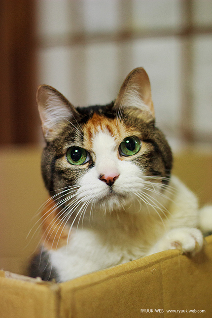 2013_0307miiko.jpg