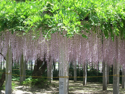2013_0522fuji.jpg