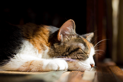 2013_1017miiko.gif