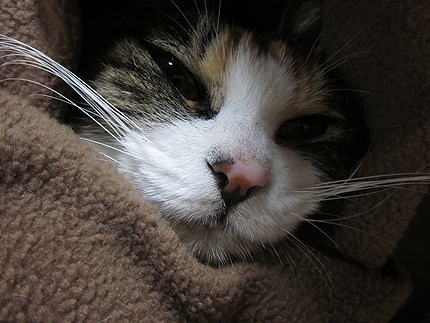 2013_1031miiko.jpg