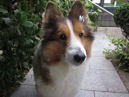 20140507tibi.jpg