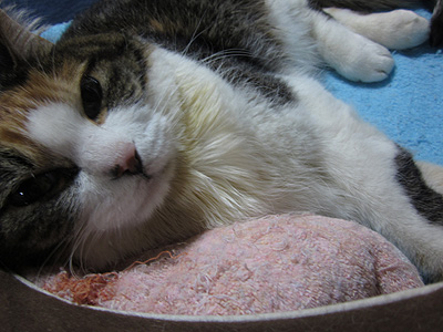 20140603miiko.jpg