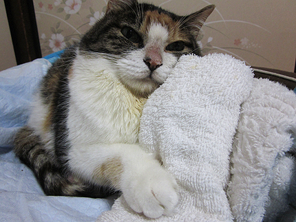20141000miiko.jpg