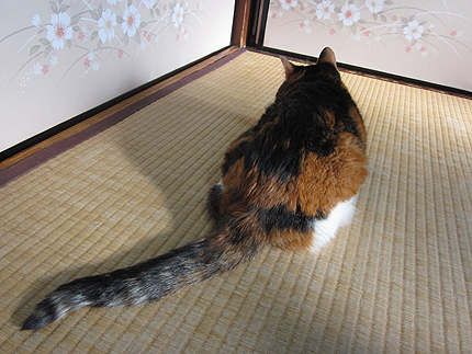 20141000miiko.jpg