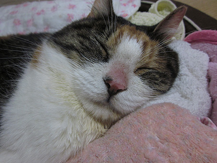20141002miiko.jpg