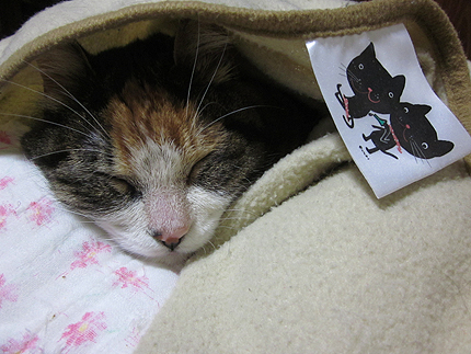 20141123miiko.jpg