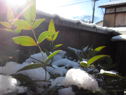 2014_0110yuki2.jpg