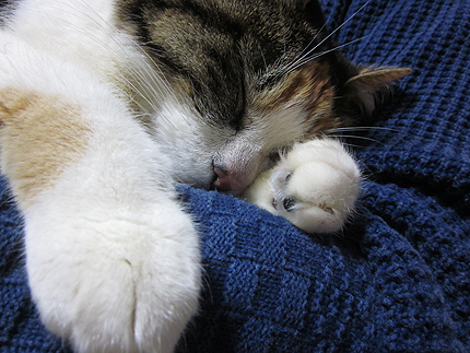 20150424miiko1.jpg