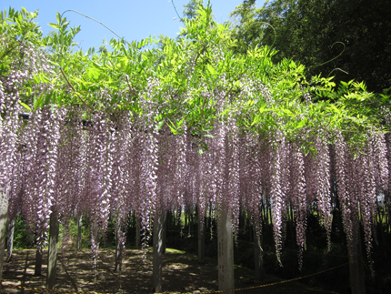 20150500fuzi.jpg