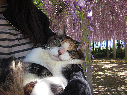 20150500fuzi2.jpg