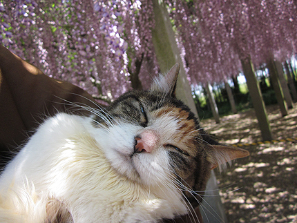 20150500fuzi3.jpg
