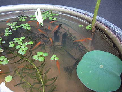 20150607a.jpg