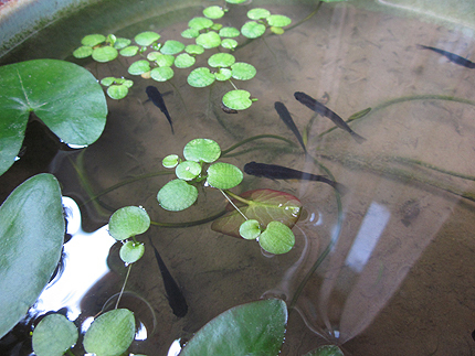 20150607b.jpg