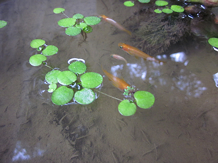 20150607c.jpg