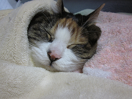 20160120miiko.jpg