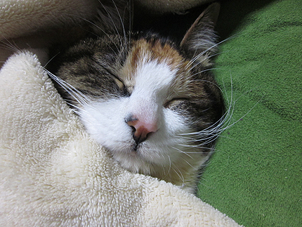 20160222miiko2.jpg