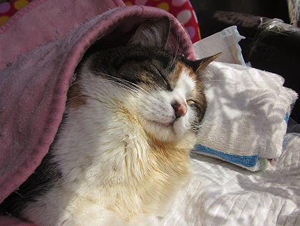 20160323miiko.jpg