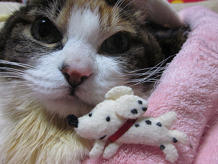 20160328miikob.jpg