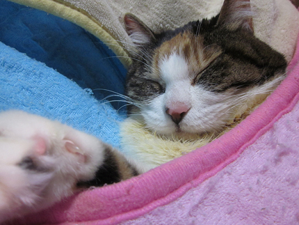 20160518miiko.jpg