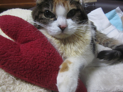 20170313miiko.jpg